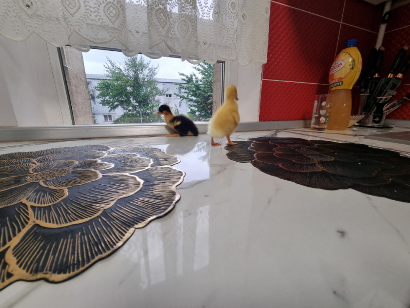Apartament de lux- mobilat și utilat- are și rățuște 