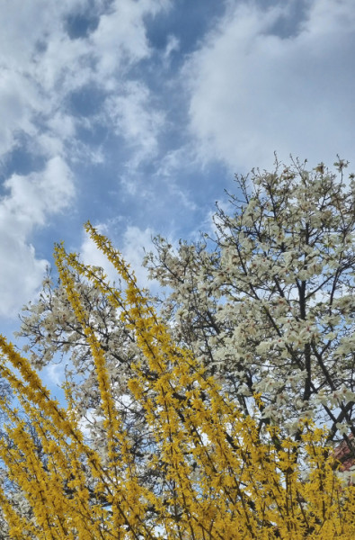 Zonă verde- apartament două camere decomandate, cu îmbunătățiri
