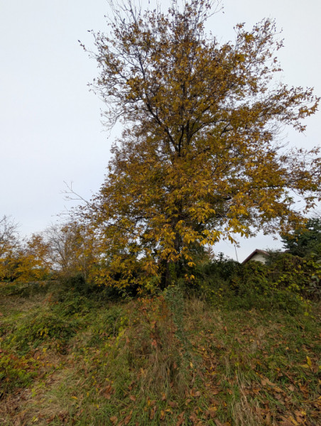 Teren 1966m Arcadie Șeptilici - TNT( Iner)