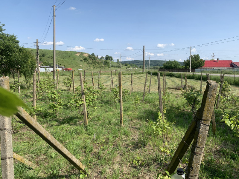 Casă + teren 2600 mp- Com. Negri- scop rezidențial sau industrial 