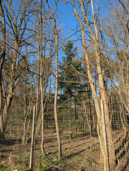 Vila la CHEIE! 3 dormitoare/ 3 bai. Locație exclusivista - Parcul Dendrologic 